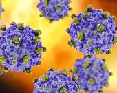 Acecha virus Coxsackie