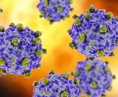 Acecha virus Coxsackie