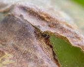 Plaga araña roja devastó el maíz 