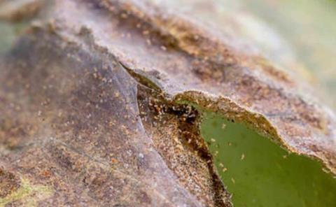 Plaga araña roja devastó el maíz 
