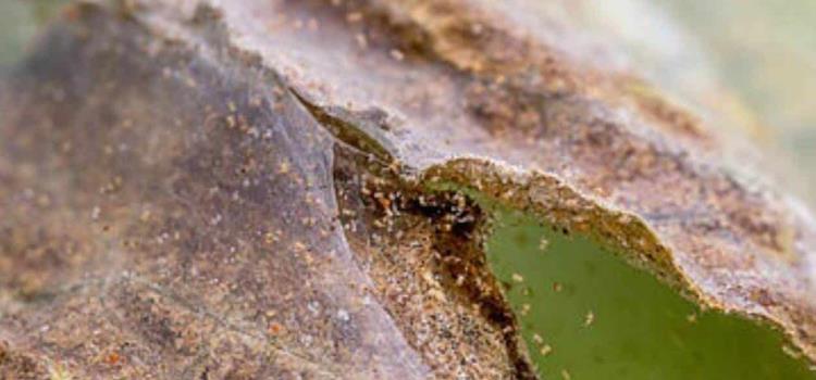 Plaga araña roja devastó el maíz 