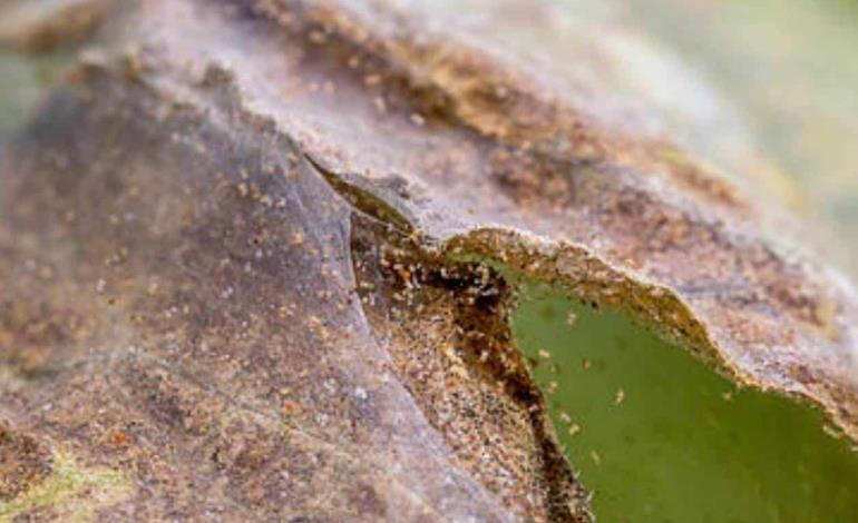 Plaga araña roja devastó el maíz 