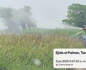 Detectan Langosta Centroamericana