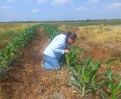 Vigilancia fitosanitaria para detectar plagas