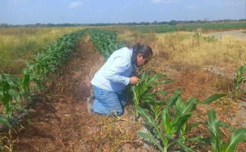 Vigilancia fitosanitaria para detectar plagas
