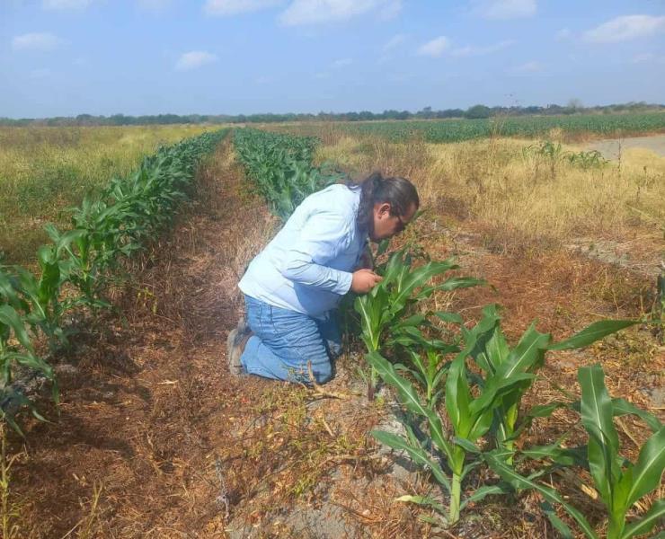 Vigilancia fitosanitaria para detectar plagas
