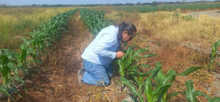 Vigilancia fitosanitaria para detectar plagas Vigilancia fitosanitaria para detectar plagas