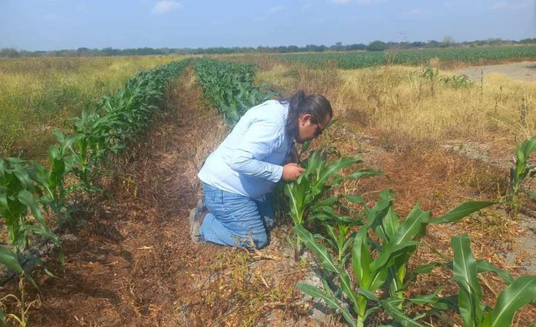 Vigilancia fitosanitaria para detectar plagas