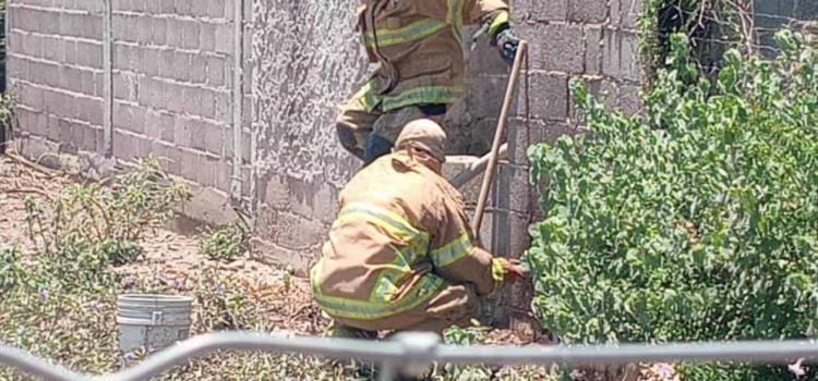 Dos "picados" y animales muertos Dos "picados" y animales muertos