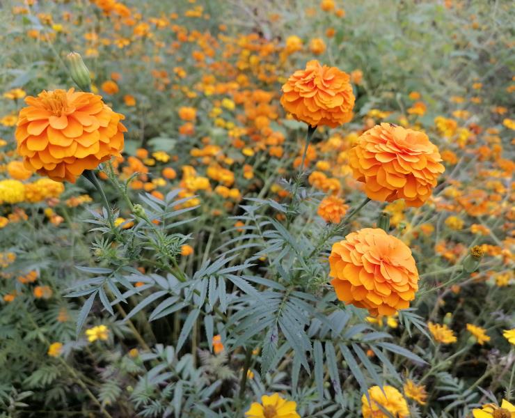 Inició siembra de flor de muerto 

