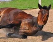 Hay alerta por la encefalitis equina