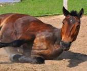 Hay alerta por la encefalitis equina