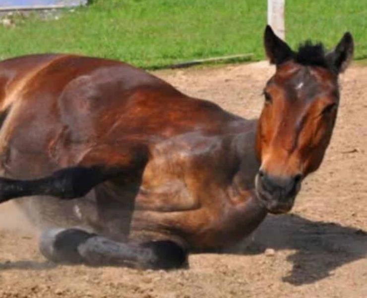 Hay alerta por la encefalitis equina
