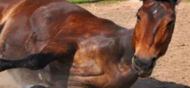 Hay alerta por la encefalitis equina Hay alerta por la encefalitis equina