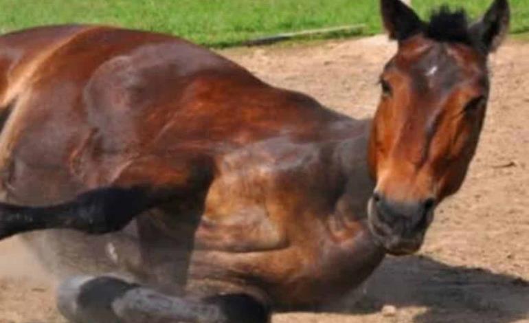 Hay alerta por la encefalitis equina