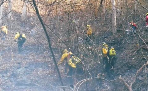 Inviable reforestar zonas afectada por incendios
