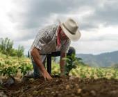 Campesinos no tienen dinero para producir 