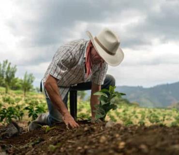 Campesinos no tienen dinero para producir 