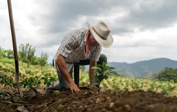 Campesinos no tienen dinero para producir Campesinos no tienen dinero para producir