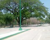 Reforestaron áreas en colonia El Meco