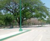 Reforestaron áreas en colonia El Meco