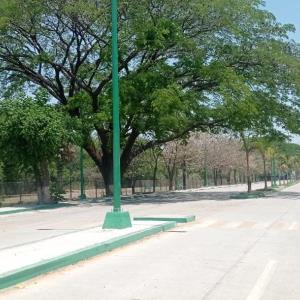 Reforestaron áreas en colonia El Meco
