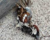 Fauna silvestre sigue muriendo 