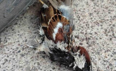 Fauna silvestre sigue muriendo 
