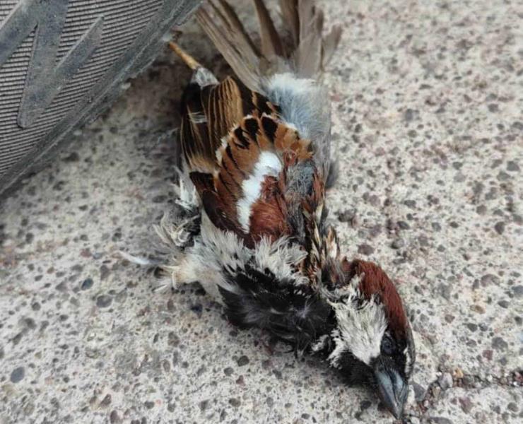 Fauna silvestre sigue muriendo 
