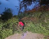 Árbol colapsó y  bloqueó calle