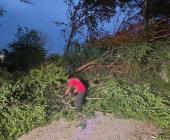 Árbol colapsó y  bloqueó calle