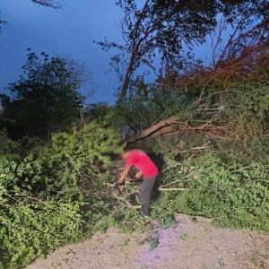Árbol colapsó y  bloqueó calle
