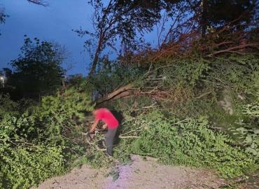 Árbol colapsó y  bloqueó calle