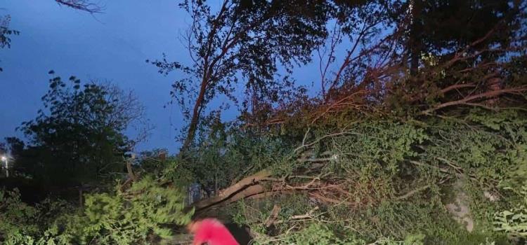 Árbol colapsó y bloqueó calle Árbol colapsó y bloqueó calle