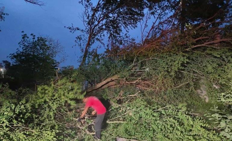 Árbol colapsó y  bloqueó calle
