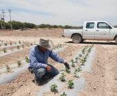 Protegen hortalizas de múltiples plagas 
