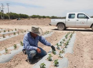Protegen hortalizas de múltiples plagas 