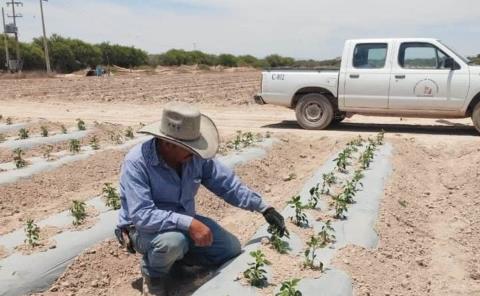 Protegen hortalizas de múltiples plagas 
