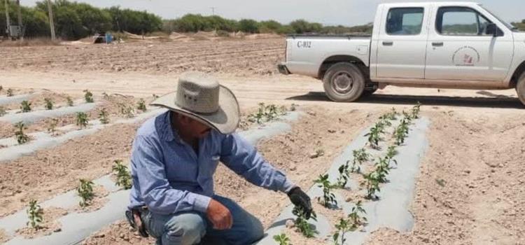 Protegen hortalizas de múltiples plagas 