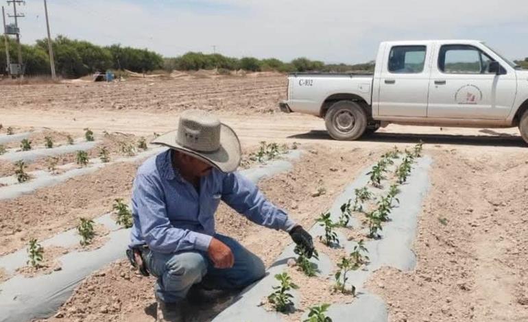 Protegen hortalizas de múltiples plagas 