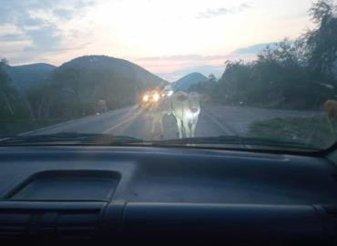 Carretera insegura por ganado suelto