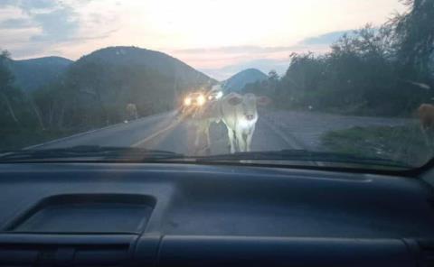 Carretera insegura por ganado suelto
