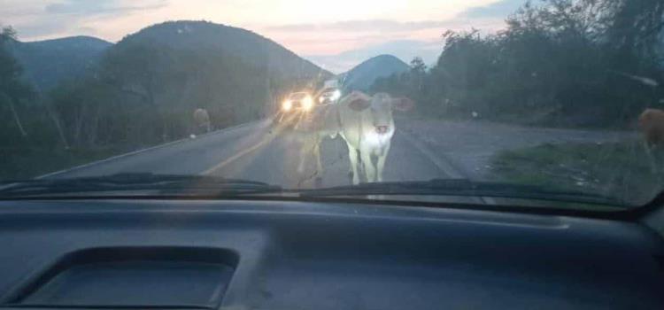 Carretera insegura por ganado suelto Carretera insegura por ganado suelto