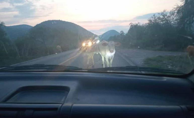 Carretera insegura por ganado suelto