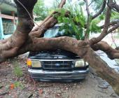 ÁRBOL APLASTÓ UNA CAMIONETA       