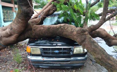 ÁRBOL APLASTÓ UNA CAMIONETA       

