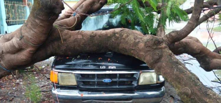 ÁRBOL APLASTÓ UNA CAMIONETA ÁRBOL APLASTÓ UNA CAMIONETA