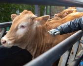 Mantienen acciones   contra "tuberculosis" 