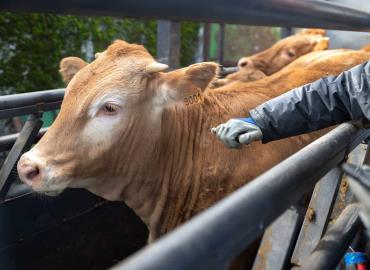 Mantienen acciones   contra "tuberculosis" 