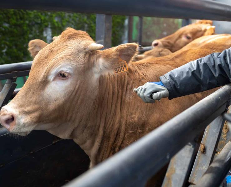 Mantienen acciones   contra "tuberculosis" 
